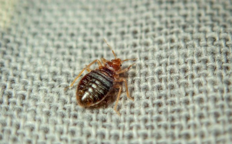bed bug on a bed