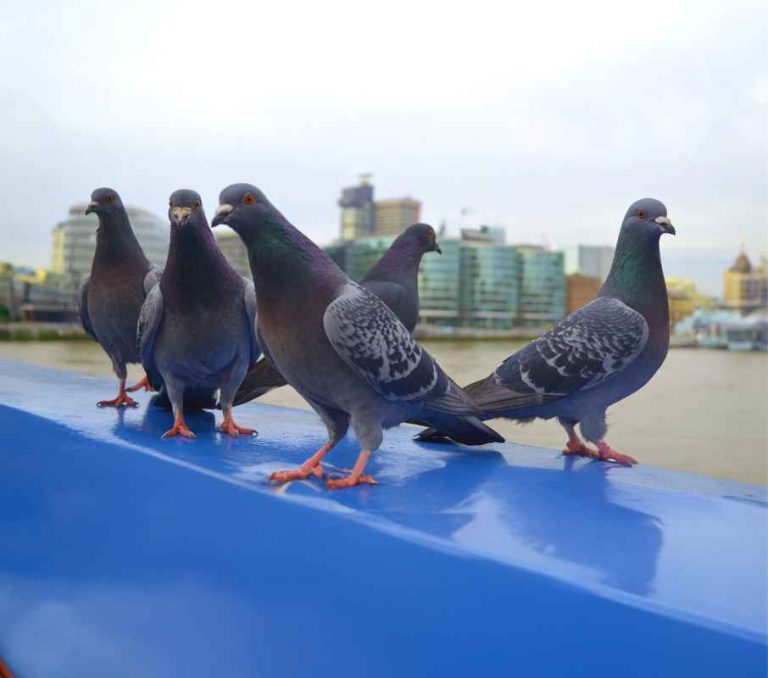 flock of pigeons