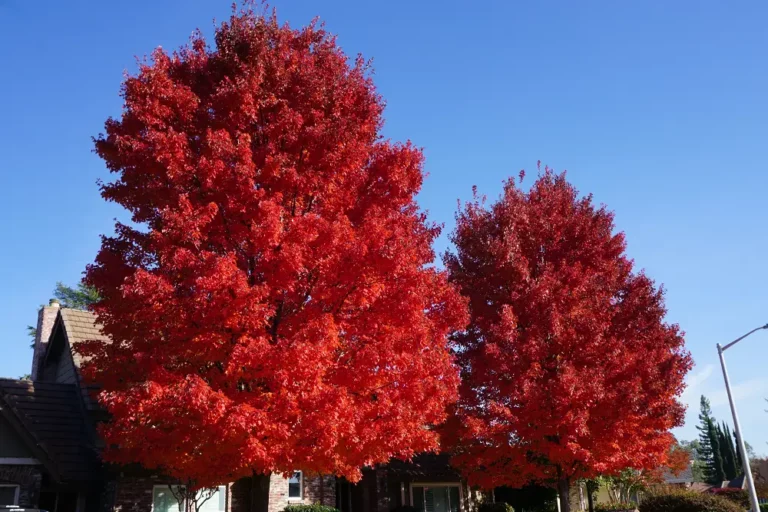 red trees in Citrus Heights