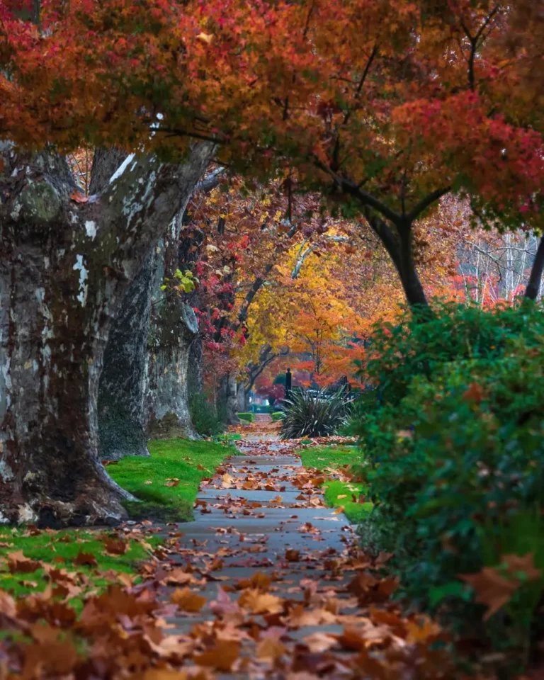 trees in east Sacramento