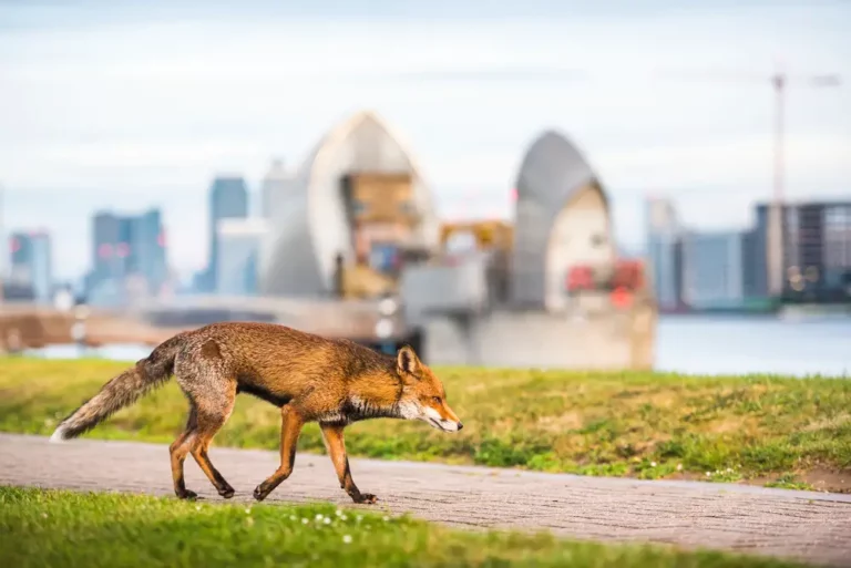 fox walking on pavement