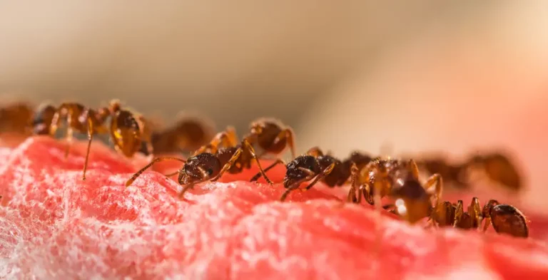 close up of ants on surface