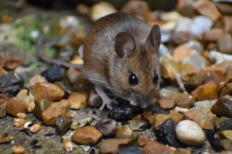 rodent on small rocks
